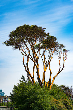 Arbutus Tree and Blue Sky