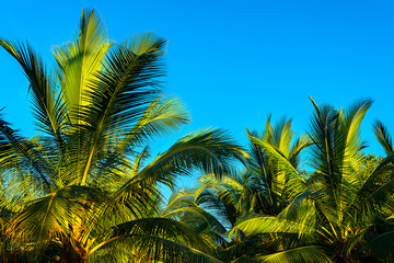 Fototapeta na wymiar Coconut palm trees on beautiful tropical background.