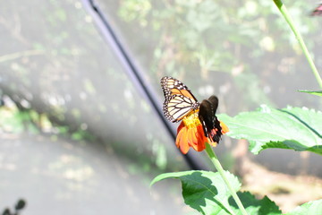 Monarch butterfly Danaus plexippus megalipe (Hübner 1826) Medellin Colombia