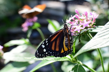  Monarch butterfly Danaus plexippus megalipe (Hübner 1826) Medellin Colombia