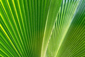Fototapeta premium Striped of green palm leaf. Abstract tropical texture.