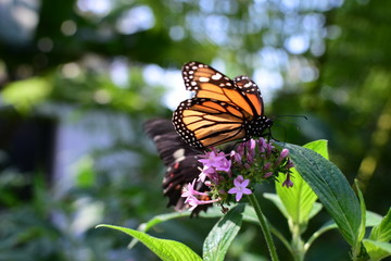 Fototapeta na wymiar Monarch butterfly Danaus plexippus megalipe (Hübner 1826) Medellin Colombia