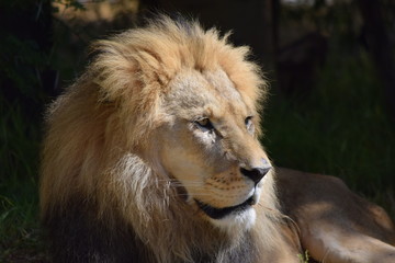Fototapeta na wymiar El reconocido rey leon , en una mirada muy atenta