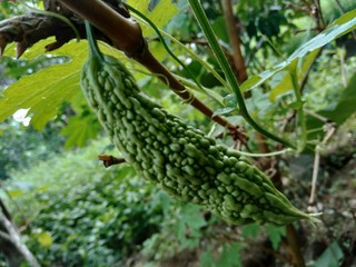 Bitter melon or  Momordica charantina L., also known as pare hanging on the tree