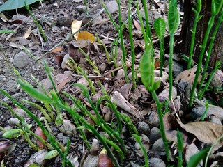 Jack fruit seeds (semen) grow up in the nature