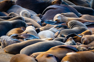 Fototapeta premium Many sleeping Sea Lions on a beach in La Jolla, California