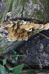 Turkey tail mushrooms on a log