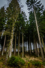 Sauerländer Wald