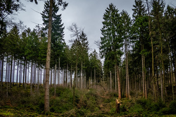 Sauerländer Wald