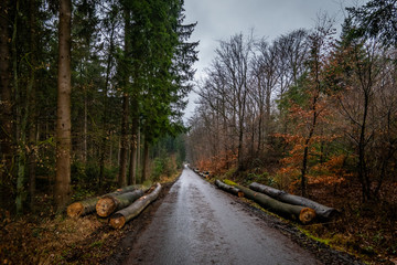 Sauerländer Wald