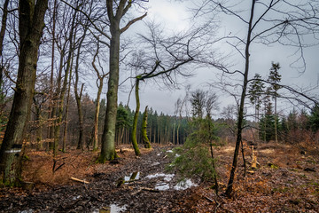 Sauerländer Wald