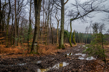Sauerländer Wald