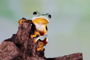 Flying frog on green leaves, beautiful tree frog on branch, rachophorus reinwardtii, Javan tree...