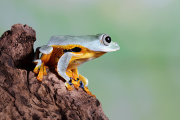 Flying frog on green leaves, beautiful tree frog on branch, rachophorus reinwardtii, Javan tree frog on red bud