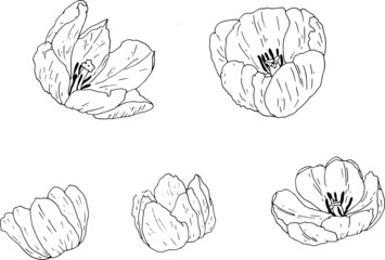 Illustration set of a poppy flowers. Hand drawn style summer poppies sketch. Elegant floral element for design.It can be used for decorating of invitations, greeting cards.