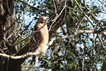Hawk