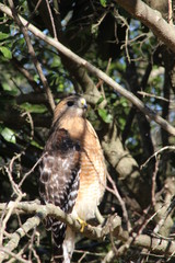 Hawk