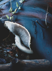 Mushroom Growing From Wood