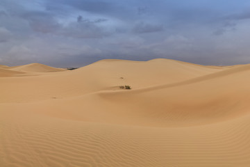 Fototapeta na wymiar sand dunes in Abu Dhabi desert