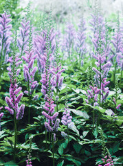 purple flowers in the garden