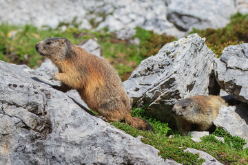 Alpine marmot (Marmota marmota) on rock