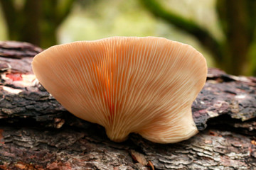 Oyster Mushroom on Log