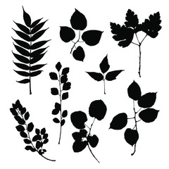 Black prints of leaves of trees and bushes on a white background. Set of isolated leaf silhouette. Botanical illustrations are suitable for invitations, cards, frames. Stock vector illustration.