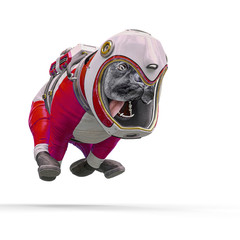 dog the astronaut running against the gravity in white background