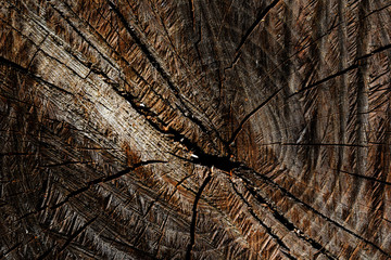 Fototapeta premium texture of tree stump