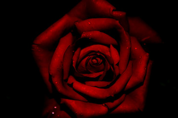 beautiful, red rose in the dark