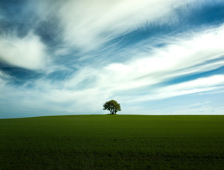 landscape with a tree and clouds