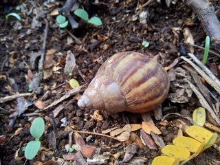 Snail (Achatina fulica) in the nature hide in his shell