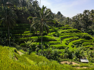 Fototapeta na wymiar Balinese rice Fields in a beautiful sunny day.