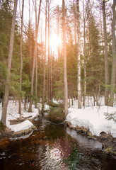 Winter river and pine forest landscape. shiny sky with bright sun