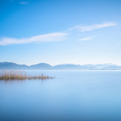 Plant and water landscape in Massaciuccoli lake. Versilia Tuscany, Italy