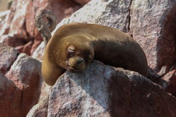 Wild Sea Lion Sleeping on Rocks