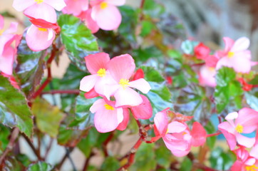 Obraz premium Colorful flowers in the mountains of Colombia