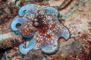 Caribbean coral garden octopus © John Anderson