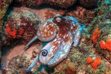 Caribbean coral garden octopus © John Anderson