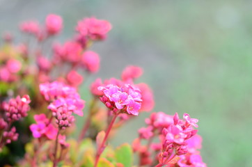 Colorful flowers in the mountains of Colombia