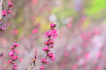 Fototapeta na wymiar Colorful flowers in the mountains of Colombia