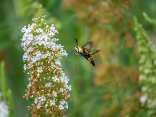 Humingbird moth