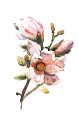 Fototapeta premium flowers on white background