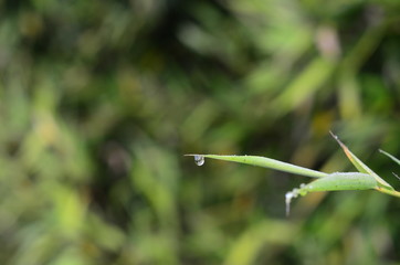 Colorful flowers in the mountains of Colombia