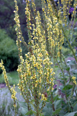 Schwarze Königskerze (Verbascum nigrum)