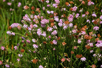Glockenheide (Erica tetralix)