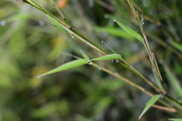 Colorful flowers in the mountains of Colombia