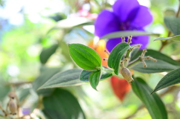  Background of native plants of the mountains of Colombia