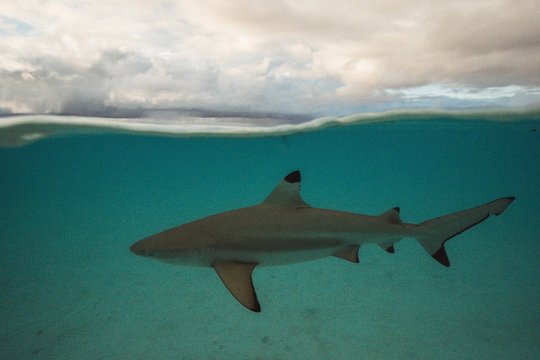 Black tip reef shark swims on a rainy day in tropical islands