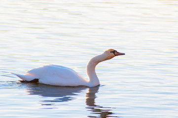 white swans on an autumn lake on a sunny day